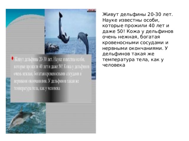 Живут дельфины 20-30 лет. Науке известны особи, которые прожили 40 лет и даже 50! Кожа у дельфинов очень нежная, богатая кровеносными сосудами и нервными окончаниями. У дельфинов такая же температура тела, как у человека 