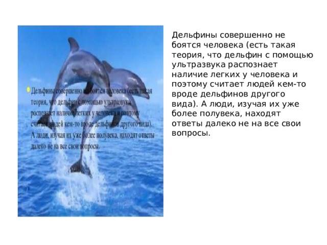 Дельфины совершенно не боятся человека (есть такая теория, что дельфин с помощью ультразвука распознает наличие легких у человека и поэтому считает людей кем-то вроде дельфинов другого вида). А люди, изучая их уже более полувека, находят ответы далеко не на все свои вопросы. 