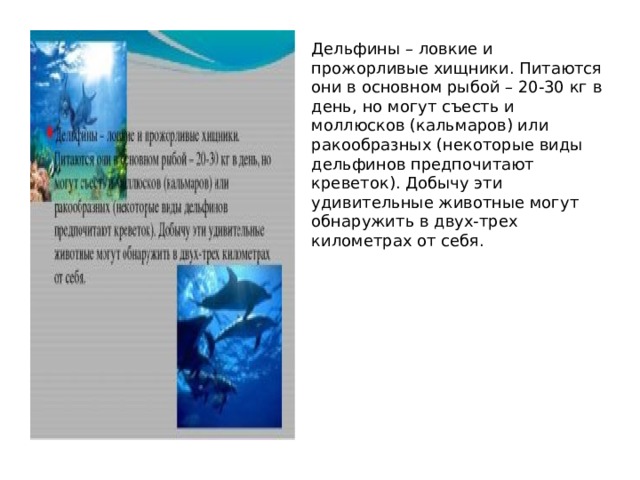 Дельфины – ловкие и прожорливые хищники. Питаются они в основном рыбой – 20-30 кг в день, но могут съесть и моллюсков (кальмаров) или ракообразных (некоторые виды дельфинов предпочитают креветок). Добычу эти удивительные животные могут обнаружить в двух-трех километрах от себя. 