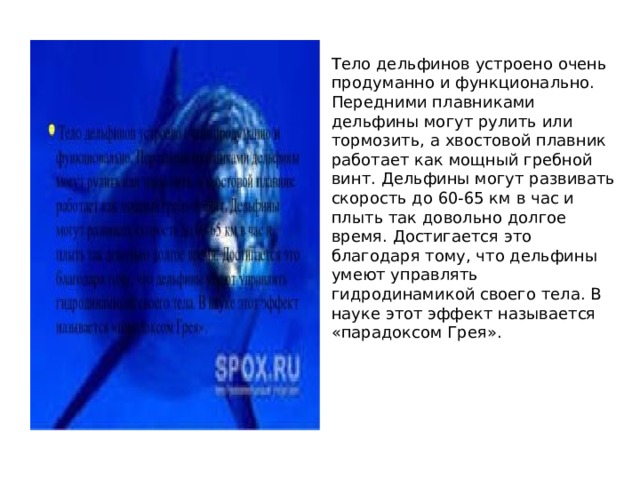 Тело дельфинов устроено очень продуманно и функционально. Передними плавниками дельфины могут рулить или тормозить, а хвостовой плавник работает как мощный гребной винт. Дельфины могут развивать скорость до 60-65 км в час и плыть так довольно долгое время. Достигается это благодаря тому, что дельфины умеют управлять гидродинамикой своего тела. В науке этот эффект называется «парадоксом Грея». 