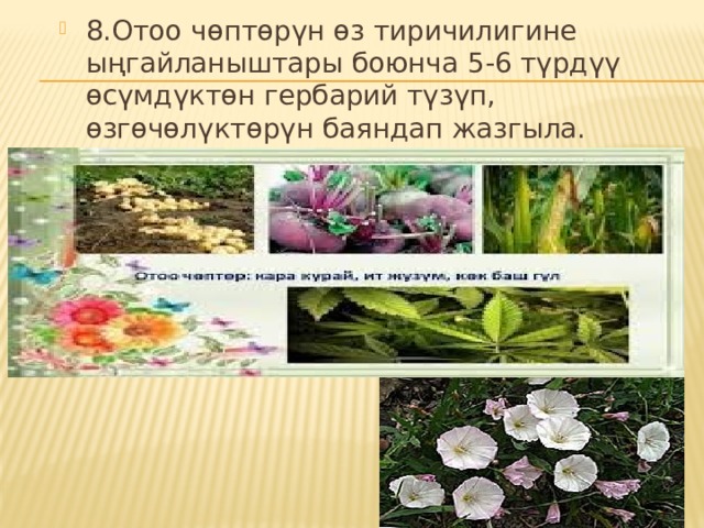 8.Отоо чөптөрүн өз тиричилигине ыңгайланыштары боюнча 5-6 түрдүү өсүмдүктөн гербарий түзүп, өзгөчөлүктөрүн баяндап жазгыла. 