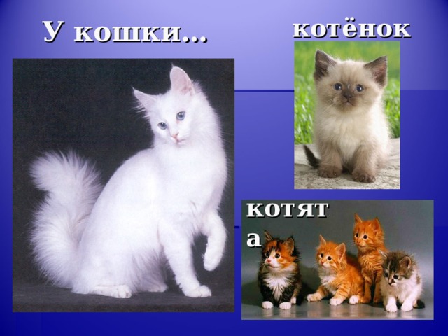 У кошки… котёнок котята 