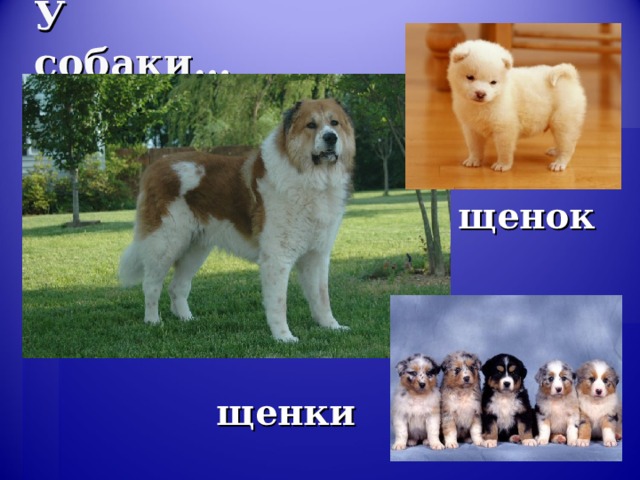 У собаки… щенок щенки 