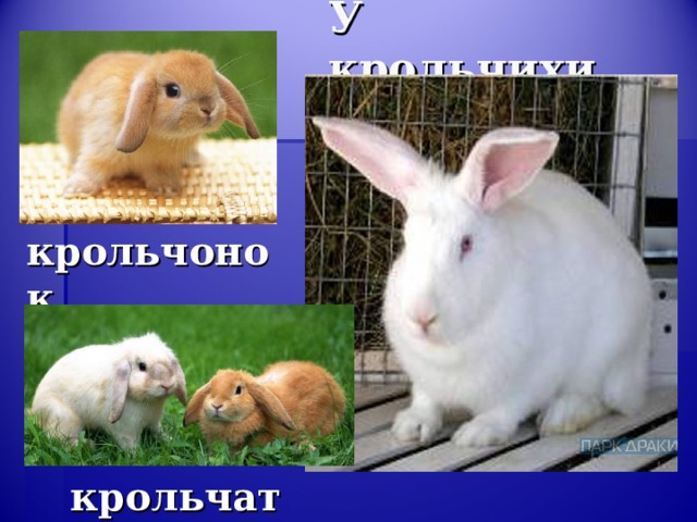 У крольчихи… крольчонок крольчата 
