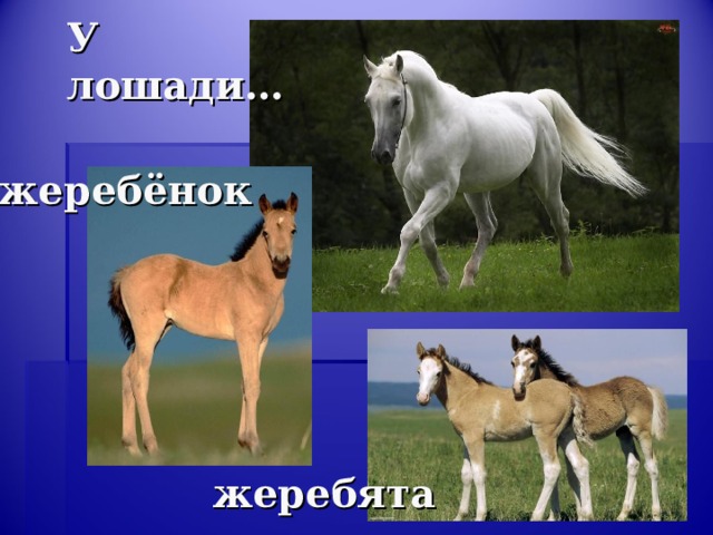 У лошади… жеребёнок жеребята 