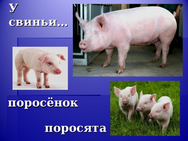 У свиньи… поросёнок поросята 