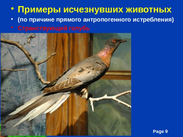 Примеры исчезнувших животных (по причине прямого антропогенного истребления) Странствующий голубь  