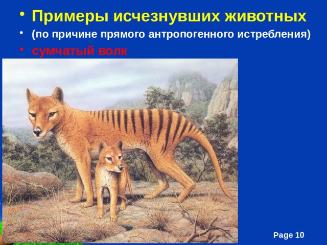 Примеры исчезнувших животных (по причине прямого антропогенного истребления) сумчатый волк  