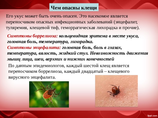 Чем опасны клещи Его укус может быть очень опасен. Это насекомое является переносчиком опасных инфекционных заболеваний (энцефалит, туляремия, клещевой тиф, геморрагическая лихорадка и прочие). Симптомы боррелиоза: кольцевидная эритема в месте укуса, головная боль, температура, лихорадка. Симптомы энцефалита: головная боль, боль в глазах, температура, вялость, жидкий стул. Невозможность движения мышц лица, шеи, верхних и нижних конечностей По данным эпидемиологов, каждый шестой клещ является переносчиком боррелиоза, каждый двадцатый – клещевого вирусного энцефалита. 