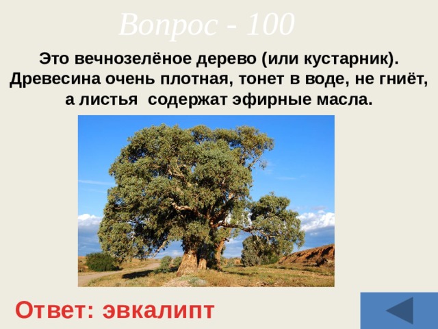 Вопрос - 100 Это вечнозелёное дерево (или кустарник). Древесина очень плотная, тонет в воде, не гниёт, а листья содержат эфирные масла. Ответ: эвкалипт 