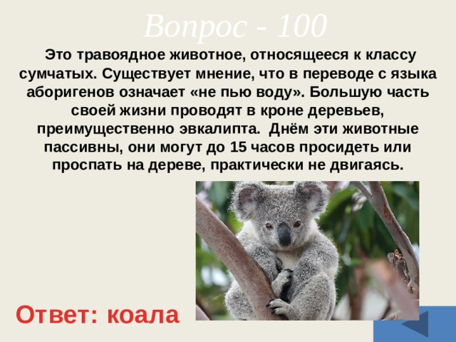 Вопрос - 100  Это травоядное животное, относящееся к классу сумчатых. Существует мнение, что в переводе с языка аборигенов означает «не пью воду». Большую часть своей жизни проводят в кроне деревьев, преимущественно эвкалипта. Днём эти животные пассивны, они могут до 15 часов просидеть или проспать на дереве, практически не двигаясь. Ответ: коала 