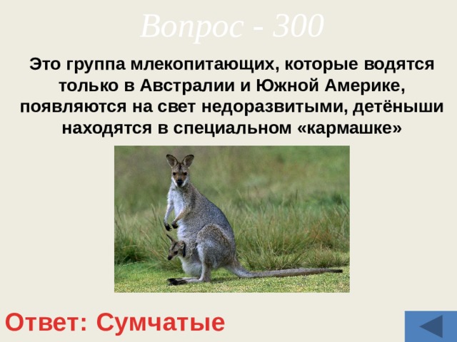 Вопрос - 300 Это группа млекопитающих, которые водятся только в Австралии и Южной Америке, появляются на свет недоразвитыми, детёныши находятся в специальном «кармашке» Ответ: Сумчатые 