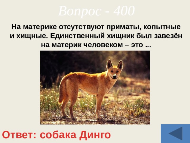 Вопрос - 400 На материке отсутствуют приматы, копытные и хищные. Единственный хищник был завезён на материк человеком – это ... Ответ: собака Динго 