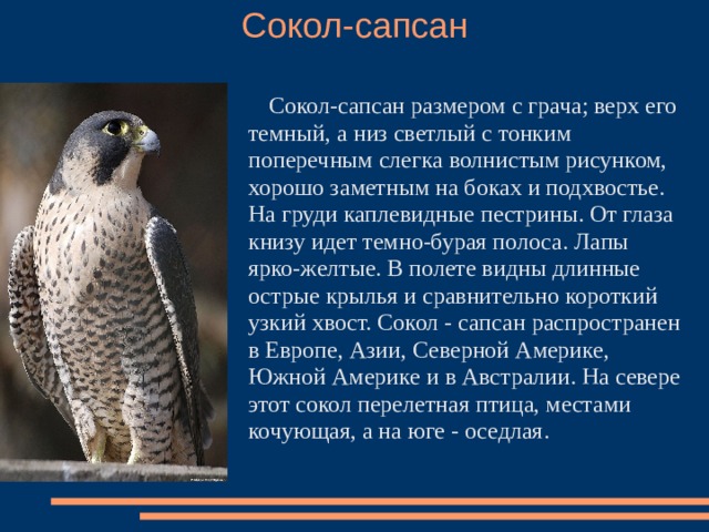 Соколы кратко. Сапсан список птиц, занесённых в красную книгу России. Физиологическая адаптация Сокола Сапсана. Сокол Сапсан красная книга России для детей. Сапсан птица красная книга.