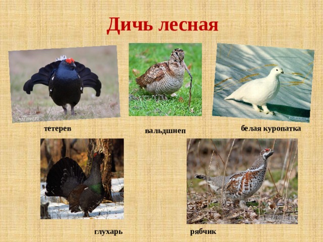Дичь лесная тетерев белая куропатка вальдшнеп рябчик глухарь 