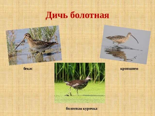Дичь болотная бекас кроншнеп болотная курочка 