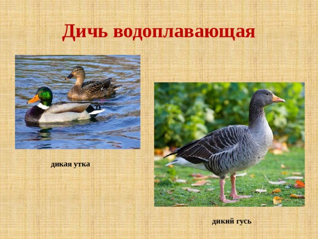Дичь водоплавающая дикая утка дикий гусь 