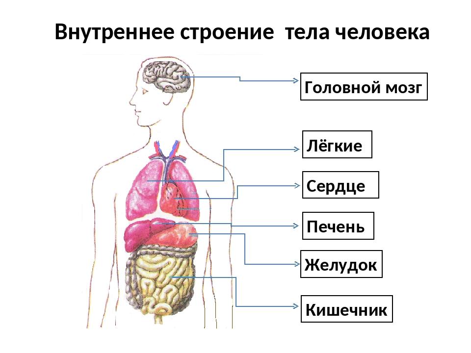 Название организма человека. Органы человека схема 2 класс. Строение внутренних органов. Внутреннее строение тела человека схема. Схема строения человека внутренних органов 2 класс.