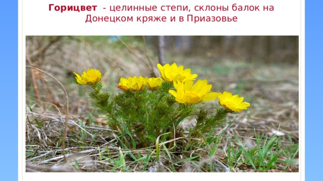 Горицвет - целинные степи, склоны балок на Донецком кряже и в Приазовье    