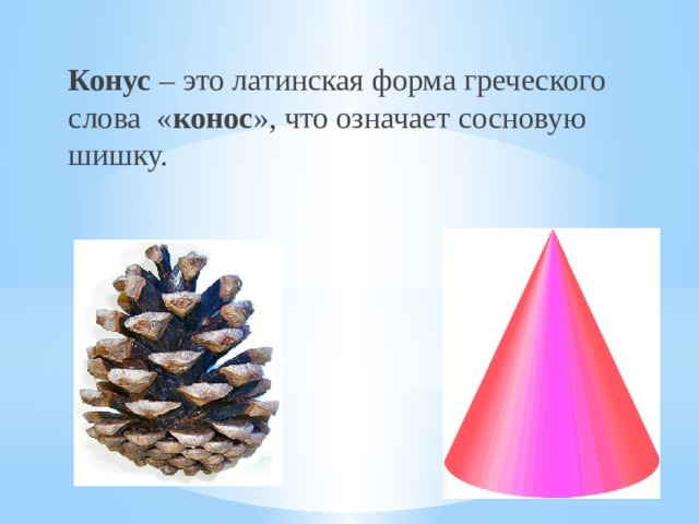 Конус – это латинская форма греческого слова « конос », что означает сосновую шишку. 
