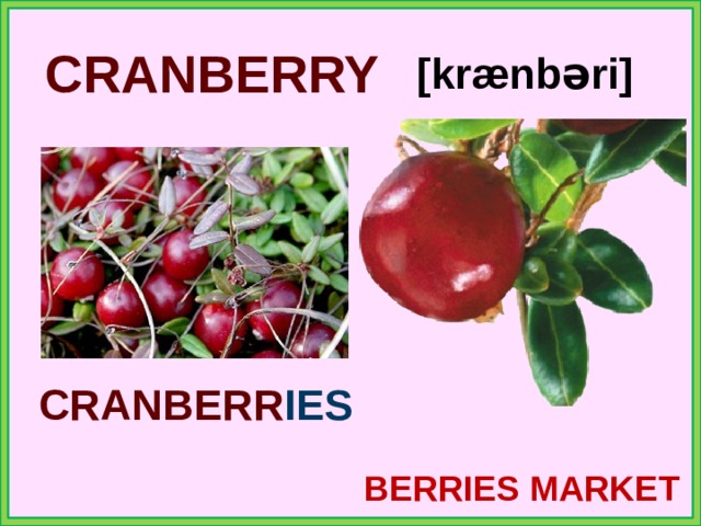 CRANBERRY [krænbəri] CRANBERR IES BERRIES MARKET 