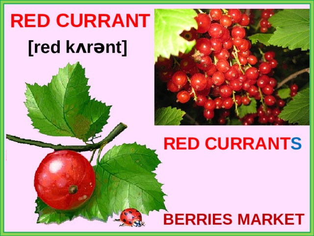 RED CURRANT [red kʌrənt] RED CURRANT S BERRIES MARKET 