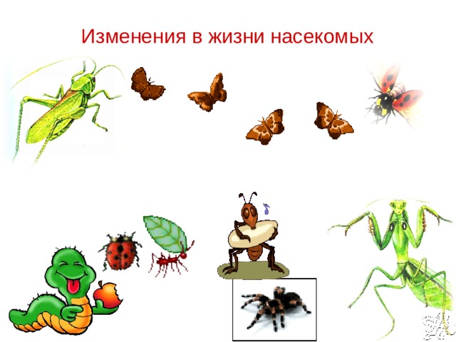 Изменения в жизни насекомых 