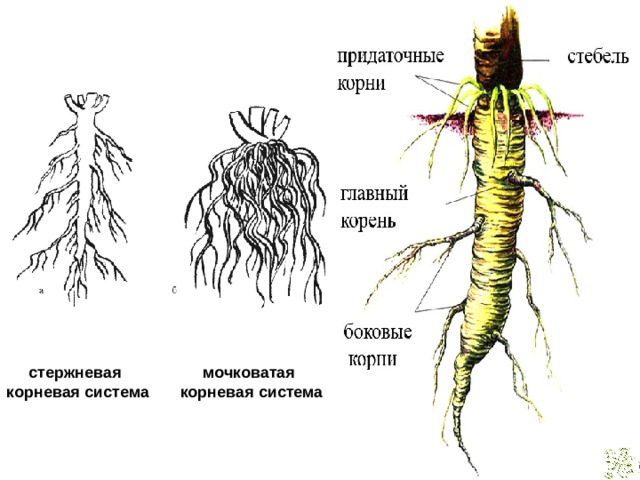 Стороне какой корень. Стержневая и мочковатая корневая система. Растения с стержневыми и мочковатыми корнями. Мочковатая система корня. Корни мочковатой корневой системы.