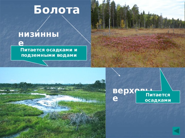 Виды болот и примеры