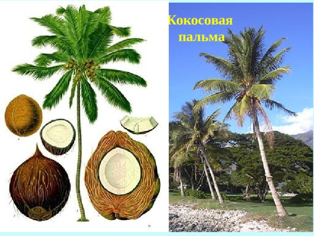 Кокосовая  пальма 