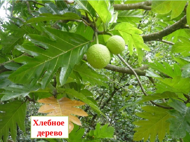 Хлебное дерево 