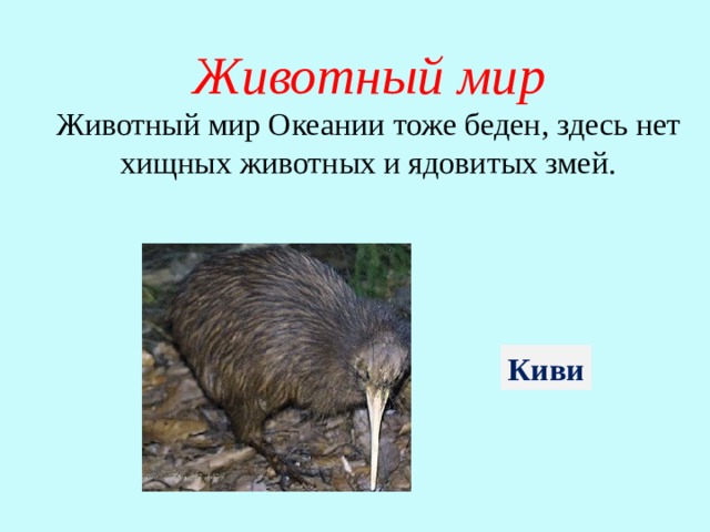 Животный мир Животный мир Океании тоже беден, здесь нет хищных животных и ядовитых змей.  Киви 