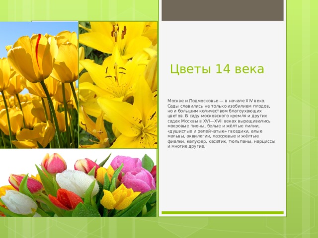 Цветы 14 века  Москве и Подмосковье — в начале XIV века. Сады славились не только изобилием плодов, но и большим количеством благоухающих цветов. В саду московского кремля и других садах Москвы в XVI—XVII веках выращивались махровые пионы, белые и жёлтые лилии, «душистые и репейчатые» гвоздики, алые мальвы, аквилегии, лазоревые и жёлтые фиалки, калуфер, касатик, тюльпаны, нарциссы и многие другие. 