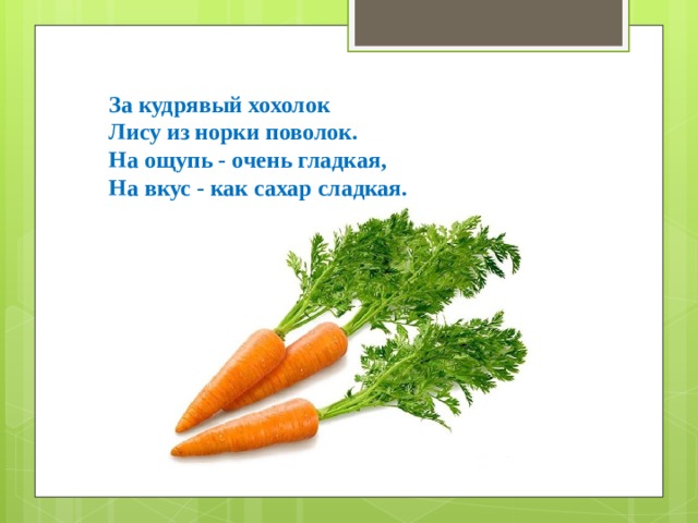 За кудрявый хохолок Лису из норки поволок. На ощупь - очень гладкая, На вкус - как сахар сладкая. 