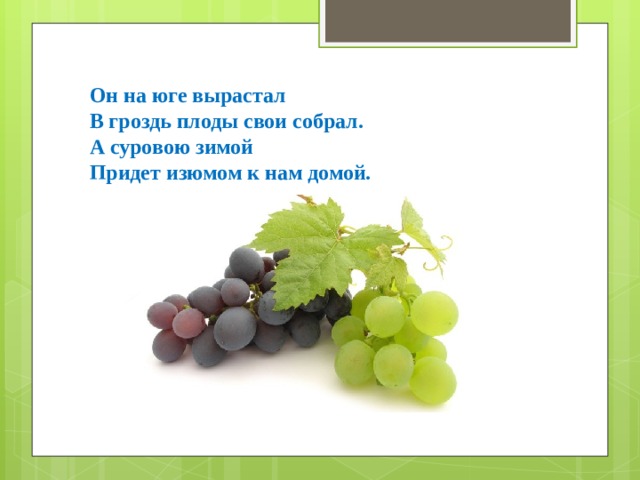 Он на юге вырастал В гроздь плоды свои собрал. А суровою зимой Придет изюмом к нам домой. 