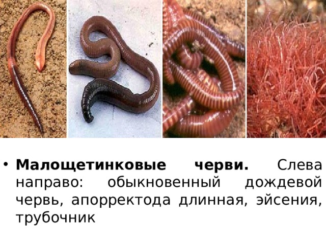 Малощетинковые черви. Слева направо: обыкновенный дождевой червь, апорректода длинная, эйсения, трубочник 