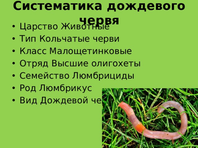 Систематика дождевого червя Царство Животные Тип Кольчатые черви Класс Малощетинковые Отряд Высшие олигохеты Семейство Люмбрициды Род Люмбрикус Вид Дождевой червь 