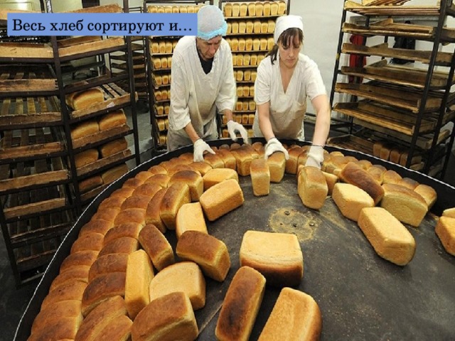 Весь хлеб сортируют и… 