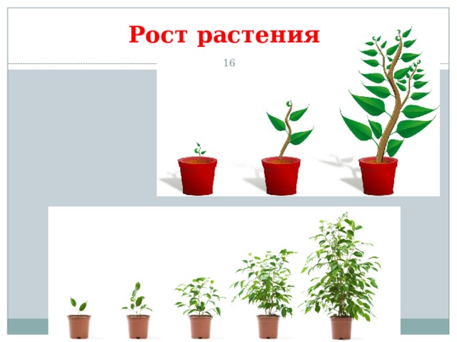 Рост растения 13 