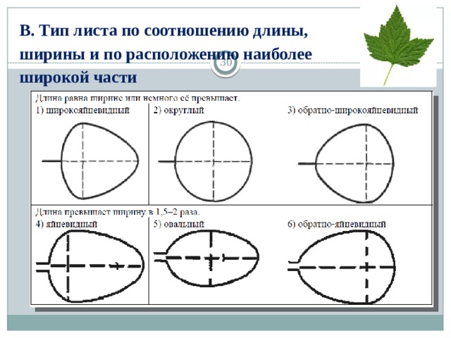 В. Тип листа по соотношению длины, ширины и по расположению наиболее широкой части 13 13 