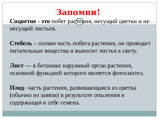 Запомни!  Соцветие  -  это  побег растения, несущий цветки и не несущий листьев.  Стебель  – осевая часть побега растения, он проводит питательные вещества и выносит листья к свету.  Лист  — в ботанике наружный орган растения, основной функцией которого является фотосинтез.  Плод - часть растения, развивающаяся из цветка (обычно из завязи) в результате опыления и содержащая в себе семена.  