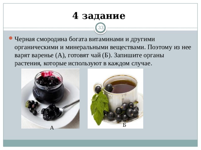 4 задание 13 Черная смородина богата витаминами и другими органическими и минеральными веществами. Поэтому из нее варят варенье (А), готовят чай (Б). Запишите органы растения, которые используют в каждом случае. Б А 13 