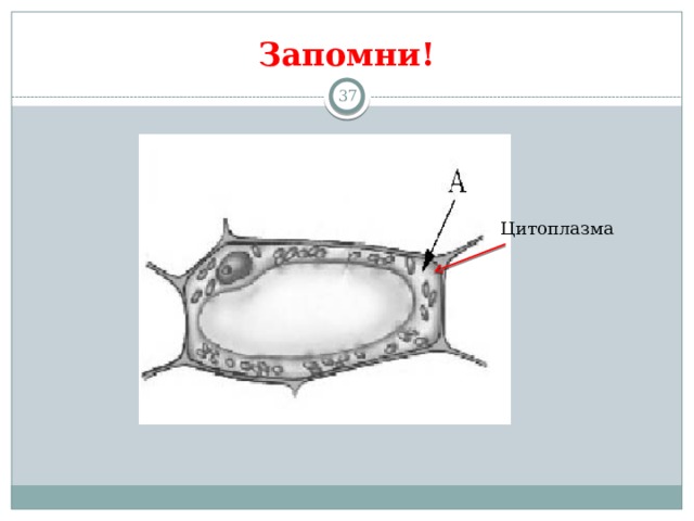 Запомни! 13 Цитоплазма 