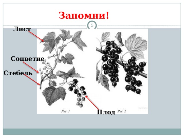 Запомни!  Лист Соцветие Стебель Плод 