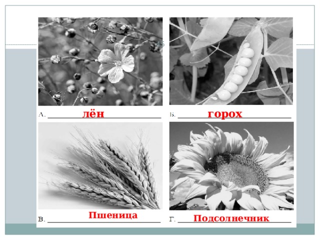 13 лён горох Пшеница  Подсолнечник  