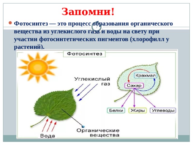 Запомни! Фотосинтез — это процесс образования органического вещества из углекислого газа и воды на свету при участии фотосинтетических пигментов (хлорофилл у растений).  