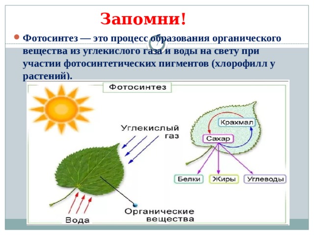 Как называется данный процесс углекислый газ вода. Процесс образования органических веществ. Процесс образования органических веществ из воды и углекислого газа. Фотосинтез. Образование органического вещества из углекислого газа и воды.