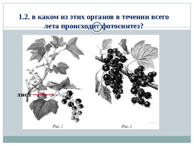 1.2. в каком из этих органов в течении всего лета происходит фотосинтез?  лист 