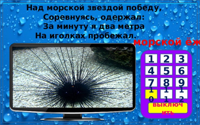 Над морской звездой победу,   Соревнуясь, одержал:   За минуту я два метра   На иголках пробежал.          морской ёж 3 2 1 5 4 6 7 8 9 10 11 12 выключить 