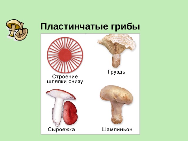 Пластинчатые примеры